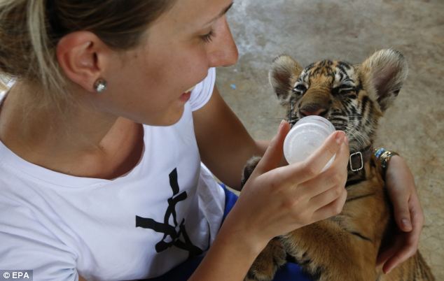 Adorable: A tourist bottle feeds the cub at the Tiger Temple in Kanchanaburi province, Thailand