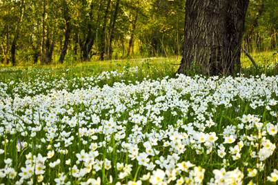 Free Flowers White photo and picture