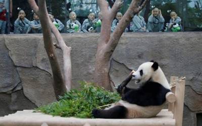 Boys, who are experiencing the lives of Buddhist monks by staying in a temple for two weeks as novice monks, look at Panda Lebao at the Everland amusement park in Yongin, South Korea, 